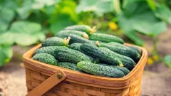 Cosa bisogna assolutamente piantare vicino ai cetrioli per proteggerli dal caldo e dai parassiti